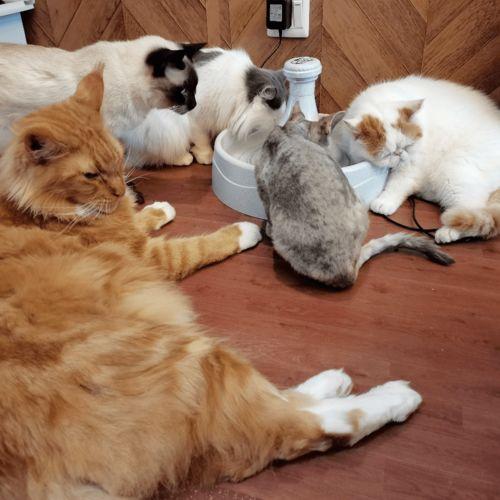 吃瓜娱乐君折耳猫,吃瓜娱乐君带你揭秘网红宠物的魅力与争议 第3张 吃瓜娱乐君折耳猫,吃瓜娱乐君带你揭秘网红宠物的魅力与争议 第3张